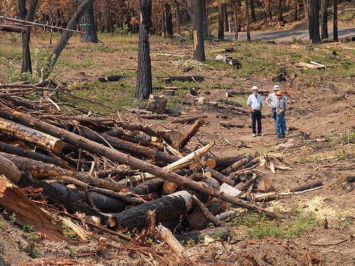 Woody debris left from the Rim Fire on the Stanislaus National Forest